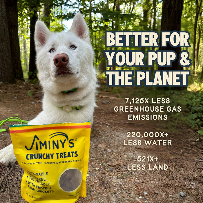 A white dog lies in a forest next to a yellow bag of Jiminy's Crunchy Peanut Butter & Blueberry Cricket Dog Treat, showcasing its sustainable cricket protein with reduced greenhouse gas emissions, water use, and land use.