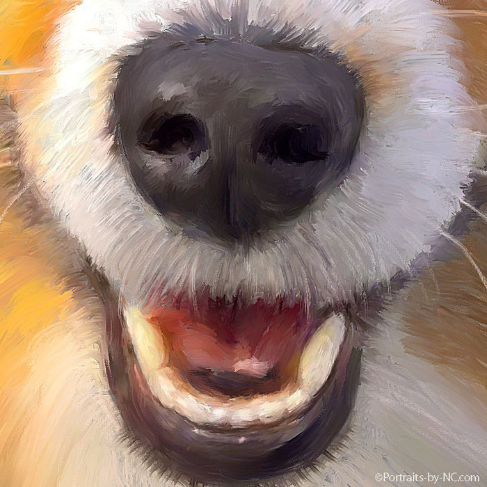 Australian Shepherd Dog Portrait 713 - Portraits by NC