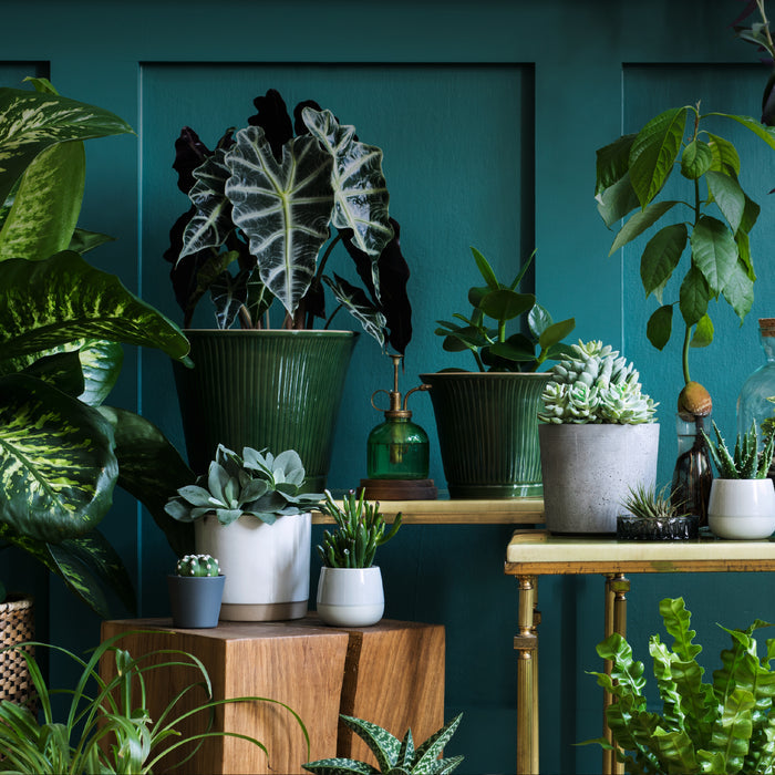 Succulents and leafy greens, nurtured with Spade to Forks Organic All Purpose Fertilizer, are arranged on wooden pedestals and a brass table against a teal paneled wall. A glass spray bottle is also among the plants.