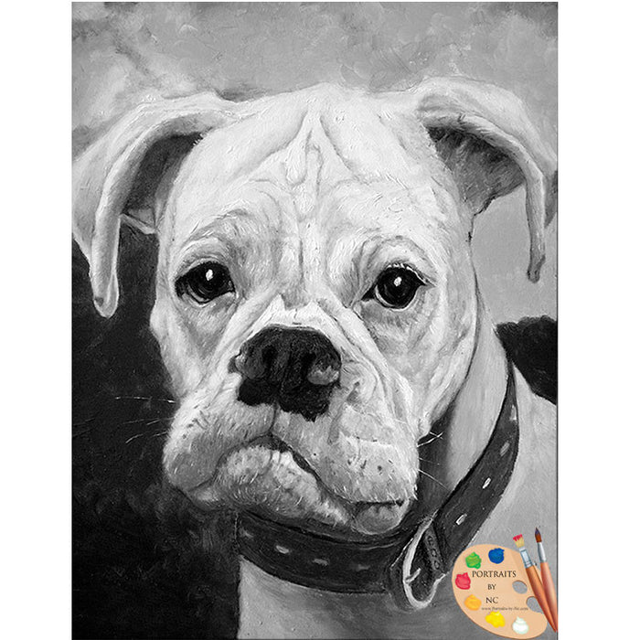 Boxer Pet Portrait 79 - Portraits by NC