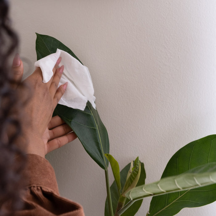 A person carefully cleans a large green leaf using Bioms naturally derived All-Purpose Wipe Refills against a plain, light-colored wall backdrop, with only their hands in view.