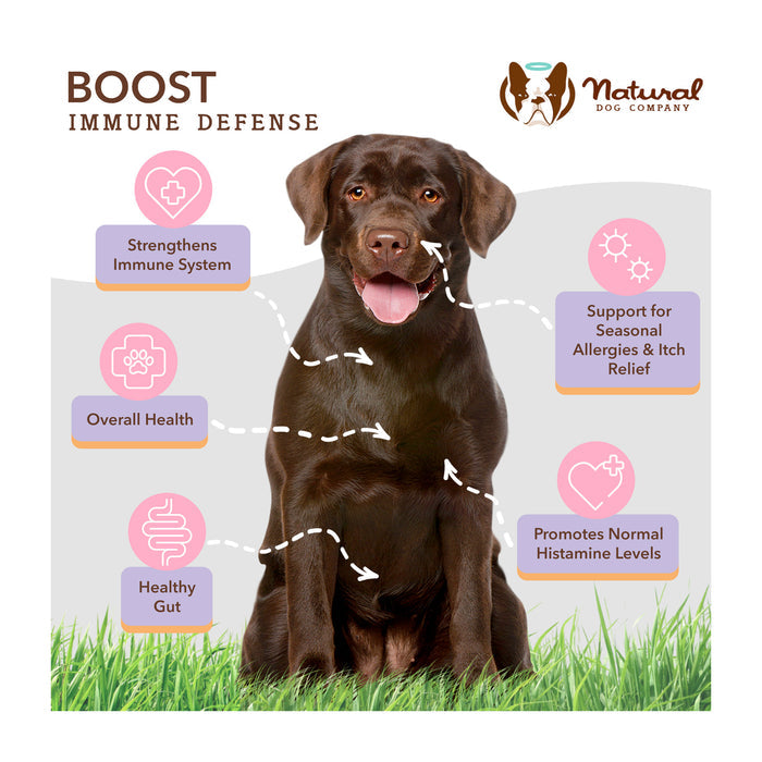 A chocolate Labrador sits on grass with text highlighting benefits of a supplement: strengthens immune system, overall health, healthy gut, supports seasonal allergies and itch relief, promotes normal histamine levels. Natural Dog Company logo at top right.