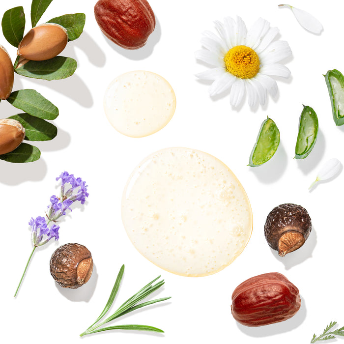 A flat lay of natural ingredients—argan nuts, jojoba seeds, chamomile flowers, aloe vera slices, lavender, rosemary, and oil drops—perfectly complements creating Tree To Tubs Argan Oil Hydrating Shampoo for Dry Scalp & Hair.