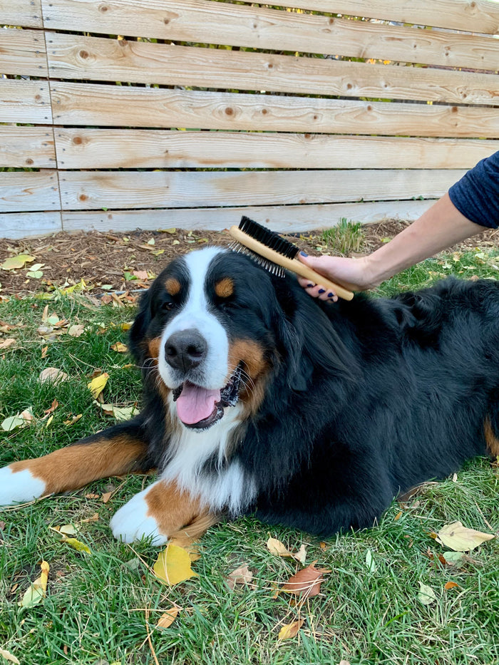 A fluffy Bernese Mountain Dog lies on grass with autumn leaves, its shiny coat gleaming under the sun. The content dog is gently brushed by a person using a Mighty Mutt Bamboo Grooming Brush for Pets - Double Sided Combo Brush. A wooden fence stands in the background.