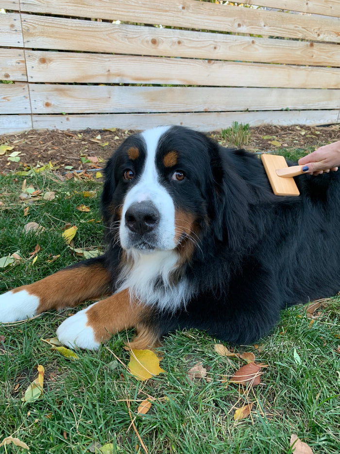 A Bernese Mountain Dog lies calmly on the grass, being gently groomed with a Mighty Mutt Bamboo Grooming Brush for Pets - Slicker Brush, while fallen leaves and a wooden fence form a serene backdrop.