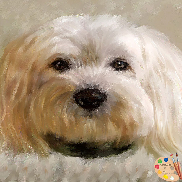 Bichon Frise Dog Portrait 510 - Portraits by NC