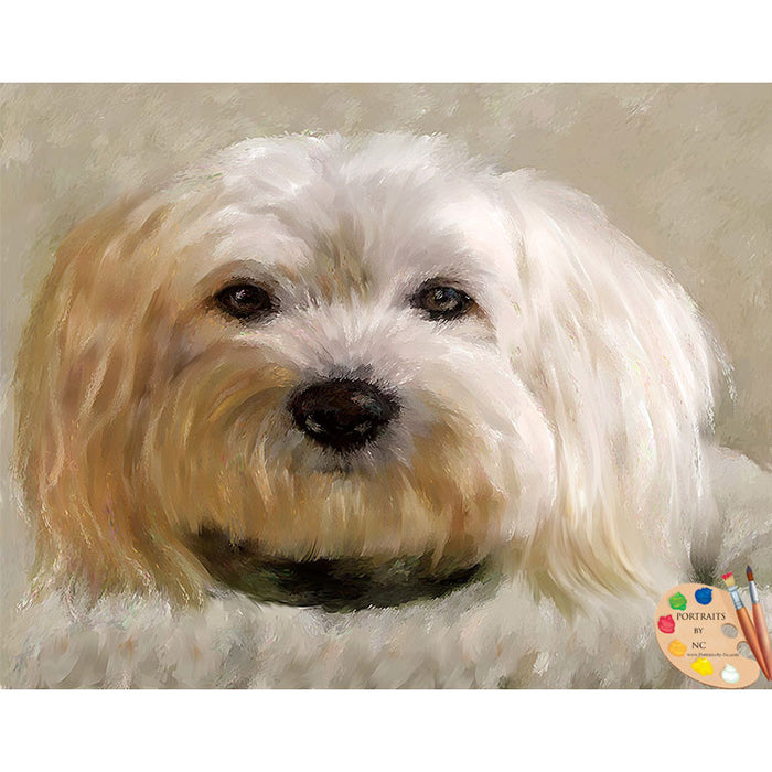 Bichon Frise Dog Portrait 510 - Portraits by NC