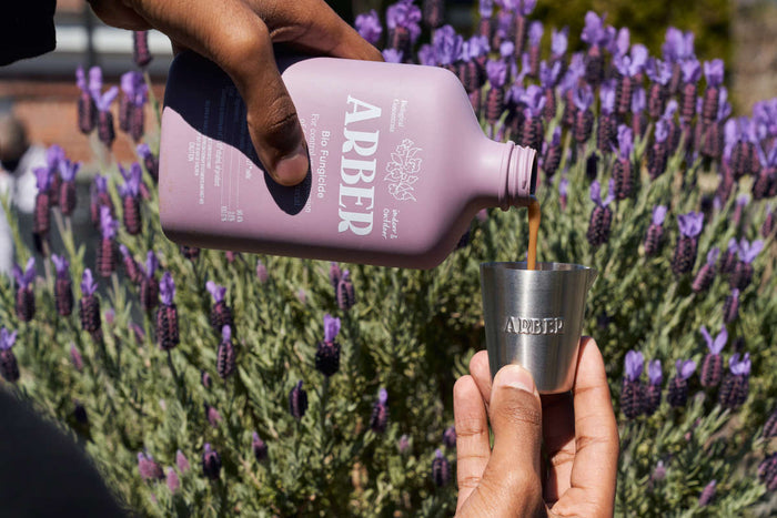 A person pours Arbers Bio Fungicide Indoor/Outdoor Concentrate from a lavender bottle into a metal measuring cup, promoting disease protection for robust plants. Blooming lavender thrives in the background.