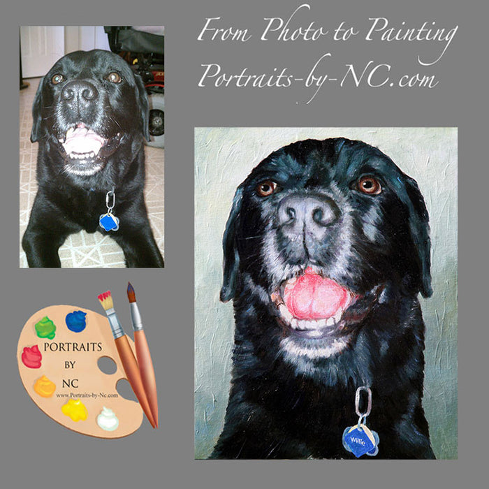 Black Labrador Portrait 525 - Portraits by NC