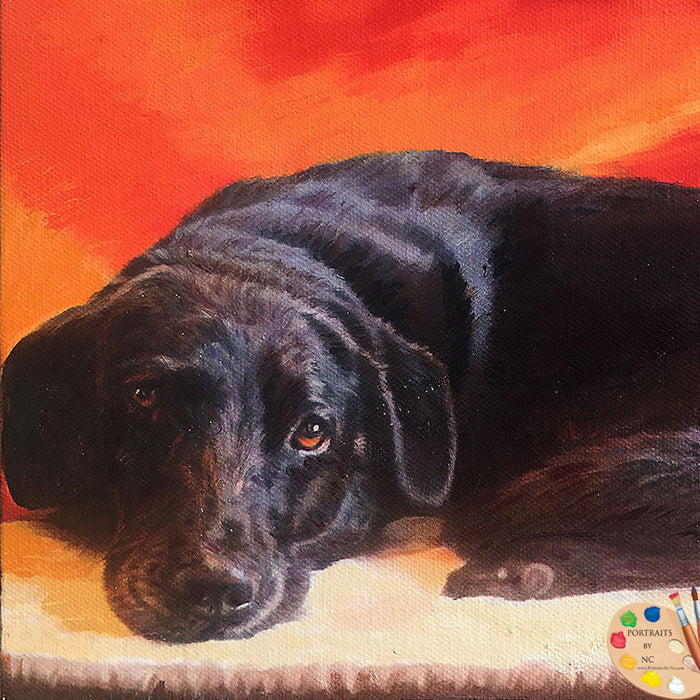 Black Labrador Portrait 439 - Portraits by NC