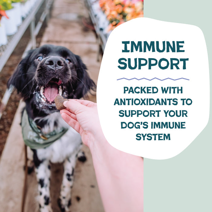 A happy black and white dog in a green bandana enjoys Shameless Pets Blueberried Treasure Soft-Baked Dog Treats. Next to the dog, text says: “Immune Support—Packed with antioxidants to support your dog’s immune system.”.