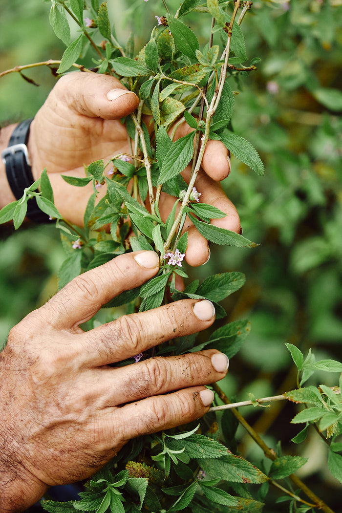 Weathered hands gently cradle a leafy green plant adorned with small purple flowers, conveying plant-handling experience. A watch and a bottle of Thrive Natural Cares BodyShield 50 broad spectrum SPF are visible on the left wrist against a blurred natural backdrop, highlighting a reef-safe environment.