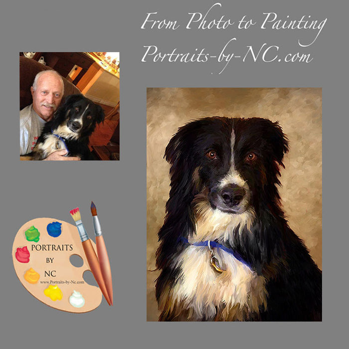 Border Collie Dog Portrait 508 - Portraits by NC