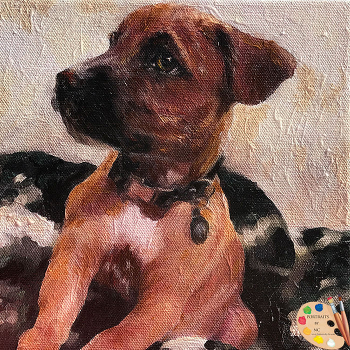 Boxer Puppy Portrait 502 - Portraits by NC