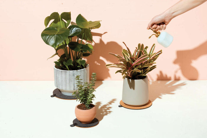 Three potted plants rest on a light surface against a peach wall. In the top right corner, a hand uses the Modern Sprout Brass & Glass Mister to spray the leaves. Elegant shadows extend from the plants and pots across the surface.
