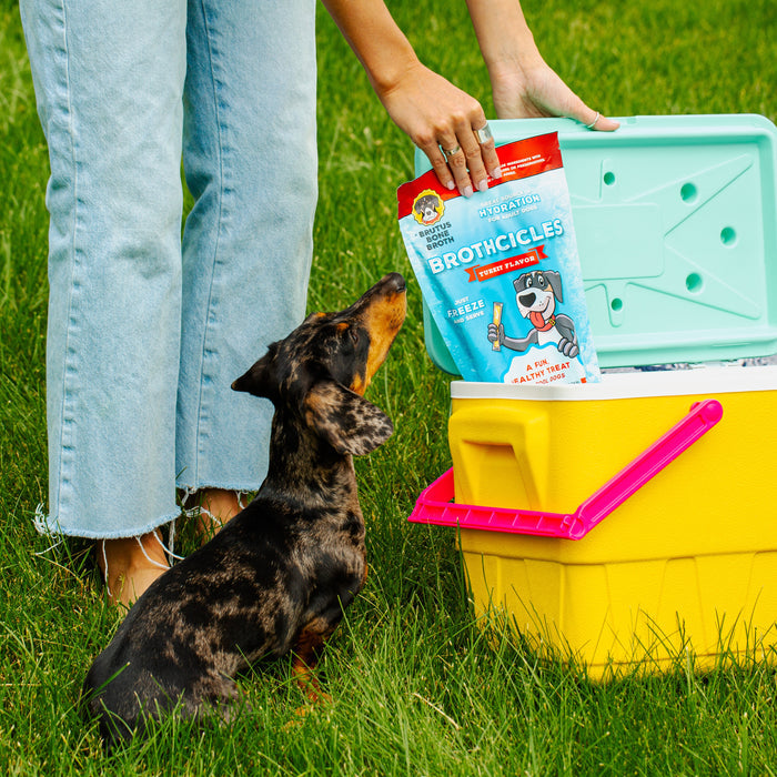 A small black and brown dog eagerly looks up at a person in blue jeans opening a yellow cooler on the grass. The turquoise lid with pink handles opens to reveal Brutus Brothcicles by Brutus Broth—delicious, all-natural popsicles packed with superfood ingredients.