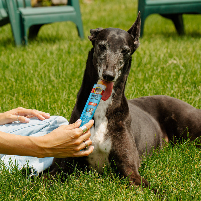 A black dog lies on grass, licking a Brutus Brothcicles popsicle held by a nearby person. Green outdoor chairs are in the background, and the dog looks content with half-closed eyes, enjoying the treat under the sun.