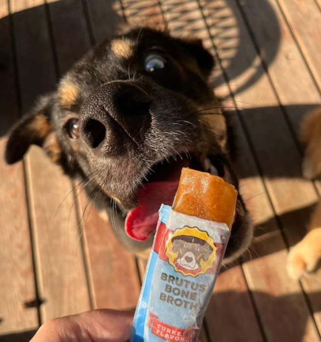Eagerly sniffing a Brutus Broth Brothcicle held by a human, the happy dog stands on a wooden deck with its mouth open in anticipation. Made with superfood ingredients, the treat is illuminated by sunlight casting shadows in the background.