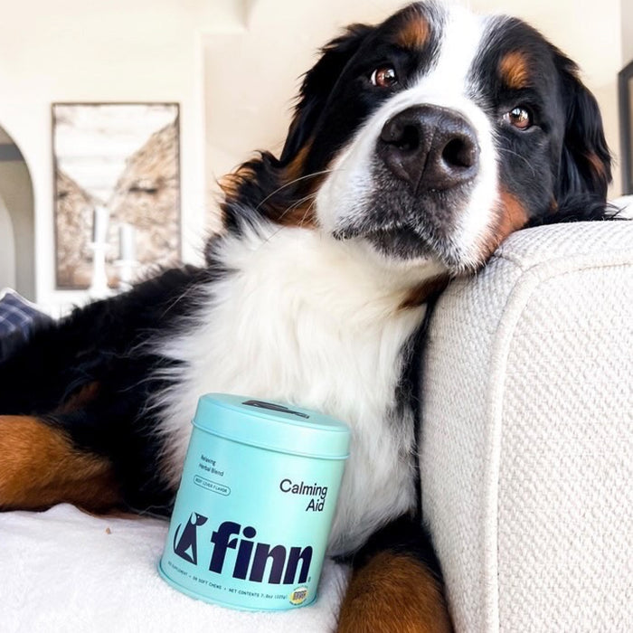 The large dog with black, white, and brown fur rests its head on a couch arm beside a light blue Finn Calming Aid Supplement for Dogs container. Featuring natural ingredients, the cozy scene in soft lighting is perfect for easing dog anxiety.