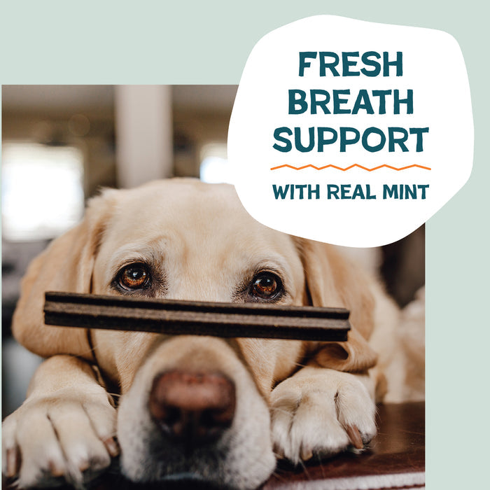 A yellow Labrador retriever rests its head on a table with a Shameless Pets Carrate Chomp Dental Stick balanced on its nose. Text beside the dog reads, Fresh breath support with real mint and salmon oil.