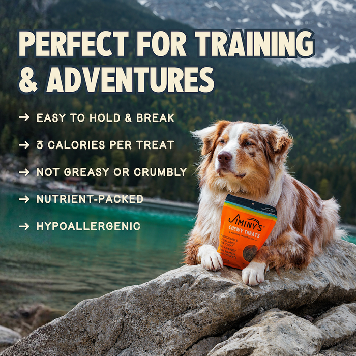 A brown and white dog lounges on a rock by a lake, holding Jiminy's Chewy Pumpkin & Carrot Training Treats—nutritious, hypoallergenic dog treats with just 3 calories each, easy to hold, non-greasy, and made from cricket protein.