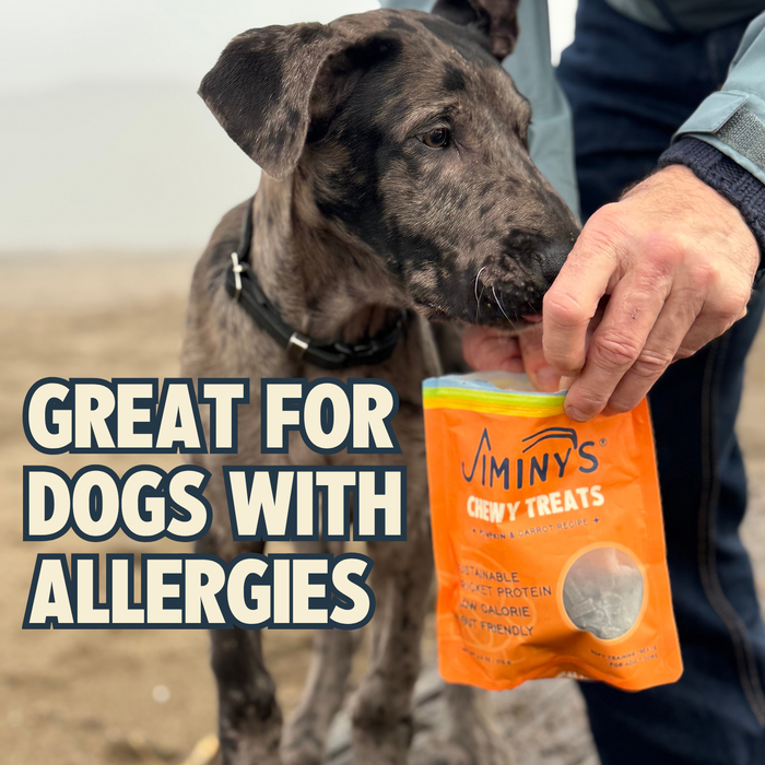 On a beach, someone gives a large gray and black dog an orange bag of Jiminy's Chewy Pumpkin & Carrot Training Treats. The image text says: Great for dogs with allergies.