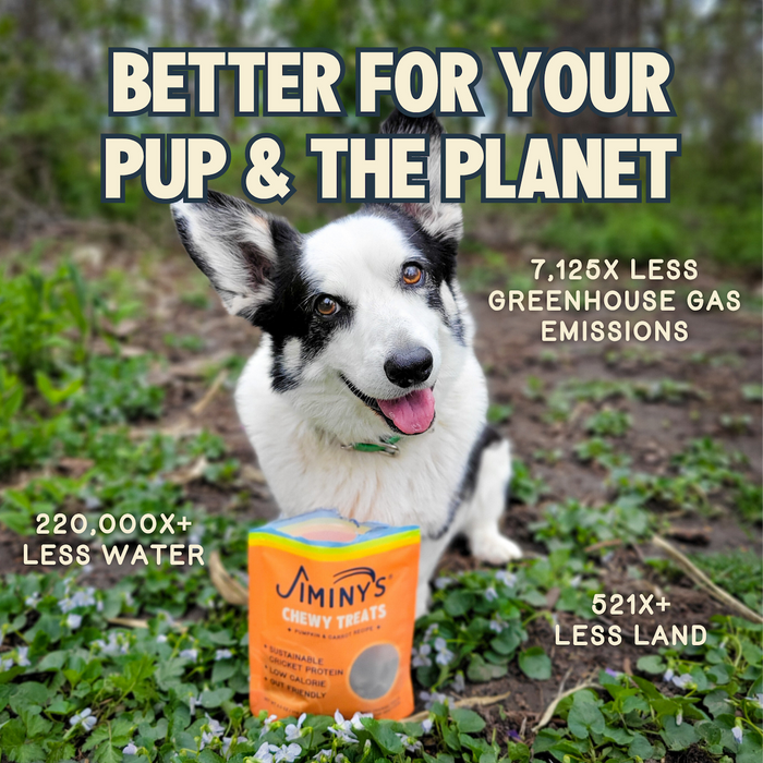 A happy black and white dog sits on grass and flowers next to a bag of Jiminy’s Chewy Pumpkin & Carrot Training Treats—hypoallergenic, eco-friendly dog treats made with cricket protein that use less water, land, and emit fewer greenhouse gases.