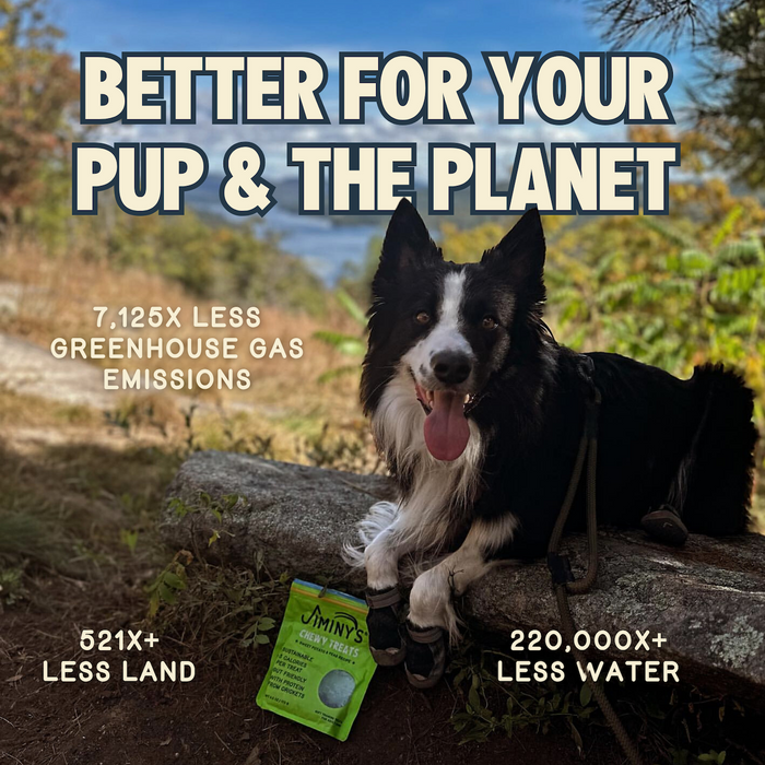 A happy black and white dog sits outside next to a green pack of Jiminy’s Chewy Sweet Potato & Peas Training Treats, featuring text about lower emissions, land and water use—better for your pup and the planet. Perfect for training!.
