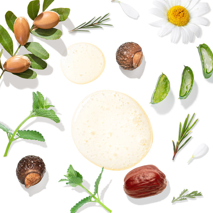 Shea nuts, aloe vera leaves, chamomile flowers, and plant leaves enhanced with tea tree oil are arranged on a white background. Two drops of creamy liquid in the center highlight this composition—ideal for those seeking calming care for a sensitive scalp with Tree To Tubs Clarifying Shampoo.