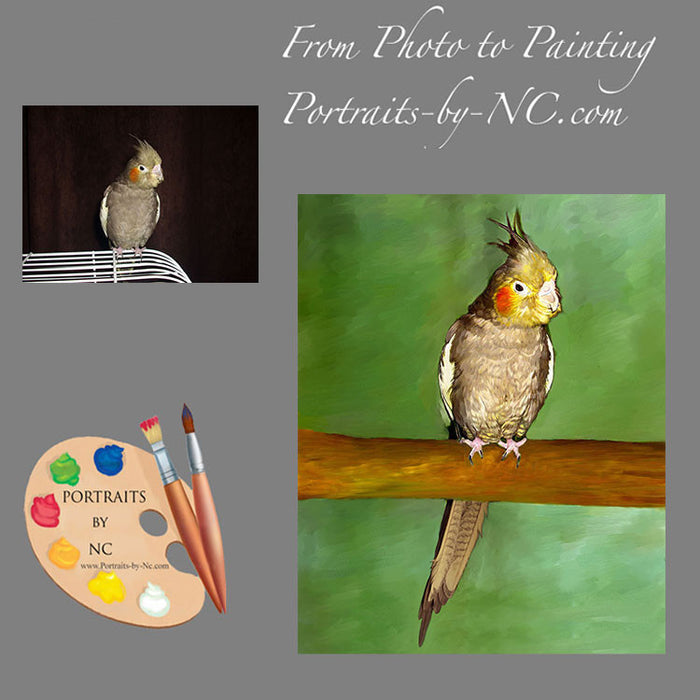 Cockatiel Bird Portrait 534 - Portraits by NC