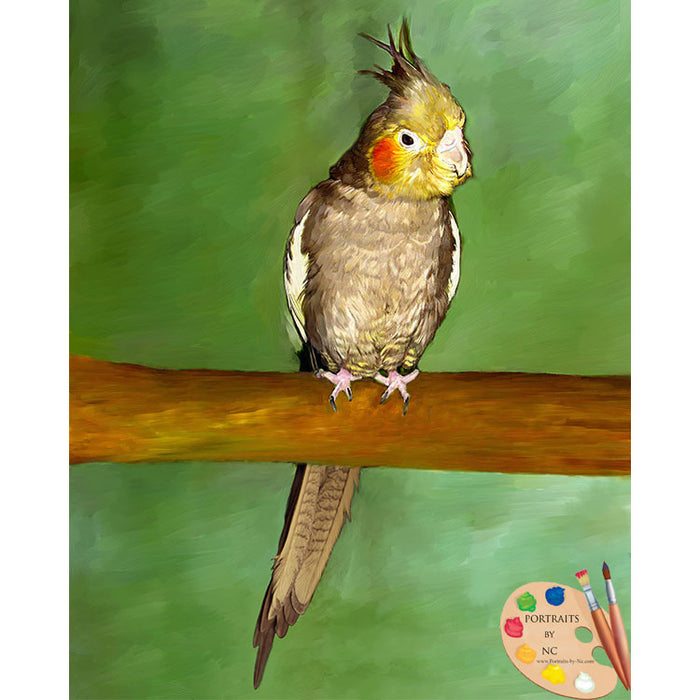 Cockatiel Bird Portrait 534 - Portraits by NC