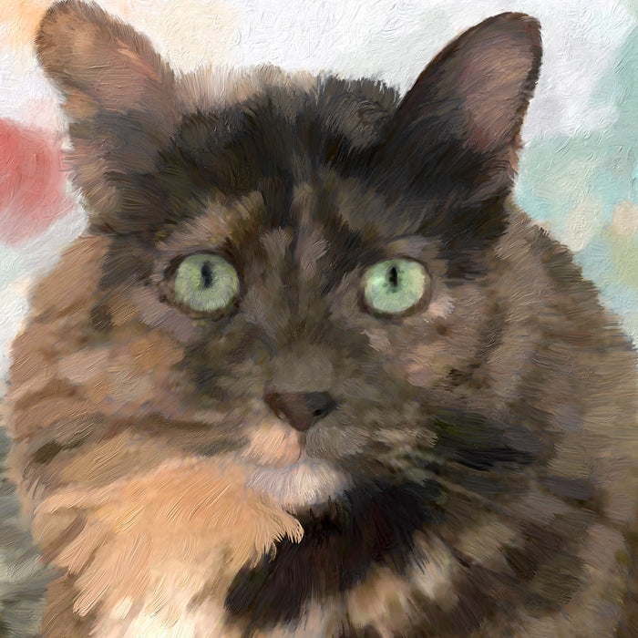 Brown Calico cat