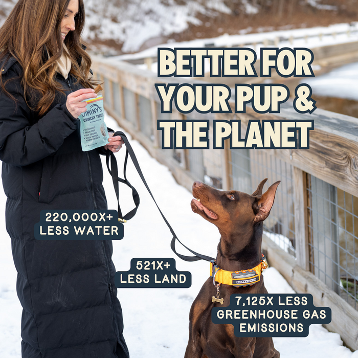 A woman in a black coat holds Jiminy’s Crunchy Original Cricket Dog Treats for her leashed brown Doberman in the snowy outdoors. The text highlights less water, land, and greenhouse gas use compared to traditional treats.