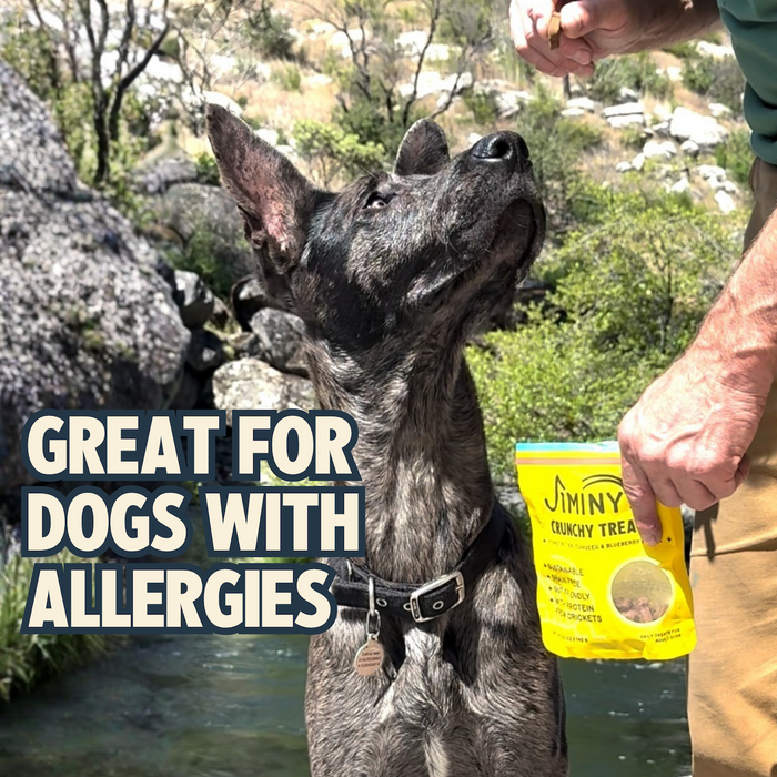 A dark brindle dog looks up at a person holding a bag of Jiminy's Crunchy Peanut Butter & Blueberry Cricket Dog Treat by a stream. Text on the image reads, “Great for dogs with allergies.”.