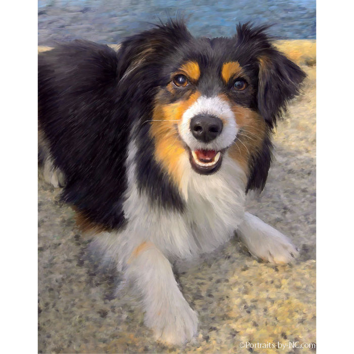 Australian Shepherd Dog Portrait 713 - Portraits by NC