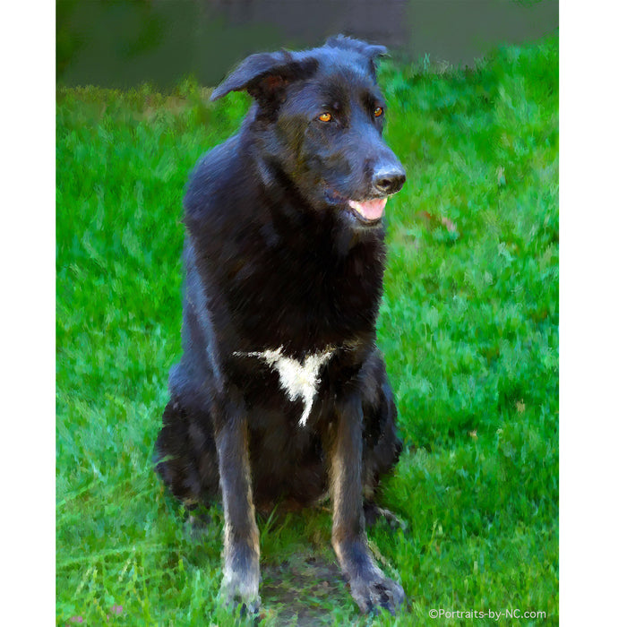 Black Dog Portrait 664 - Portraits by NC