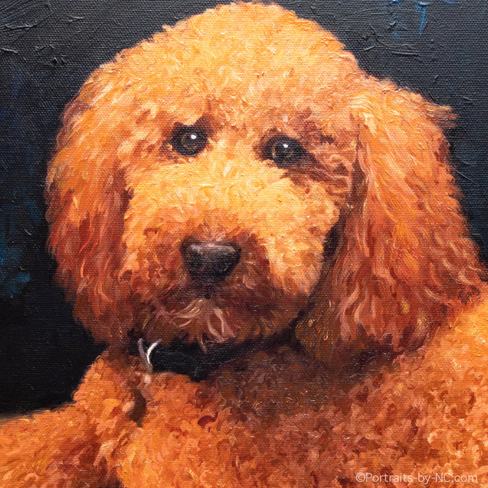 Poodle Dog Portrait