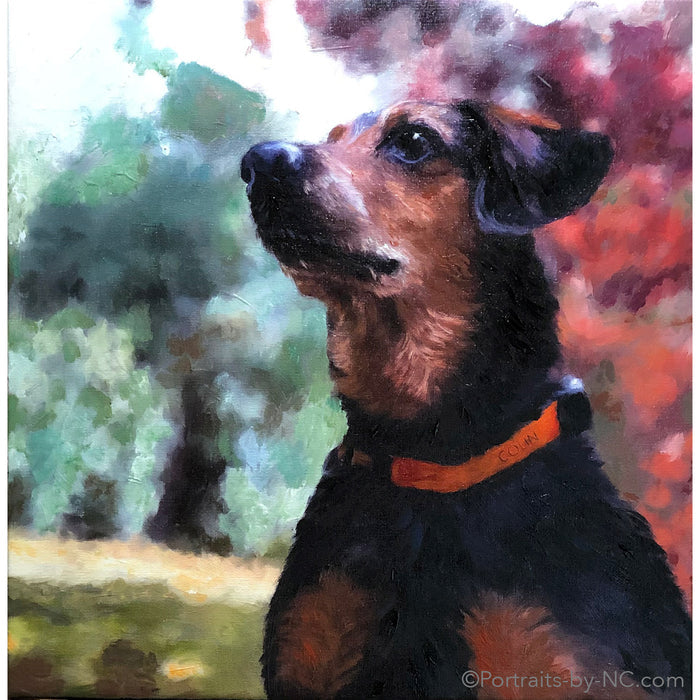 Rat Terrier Portrait 686