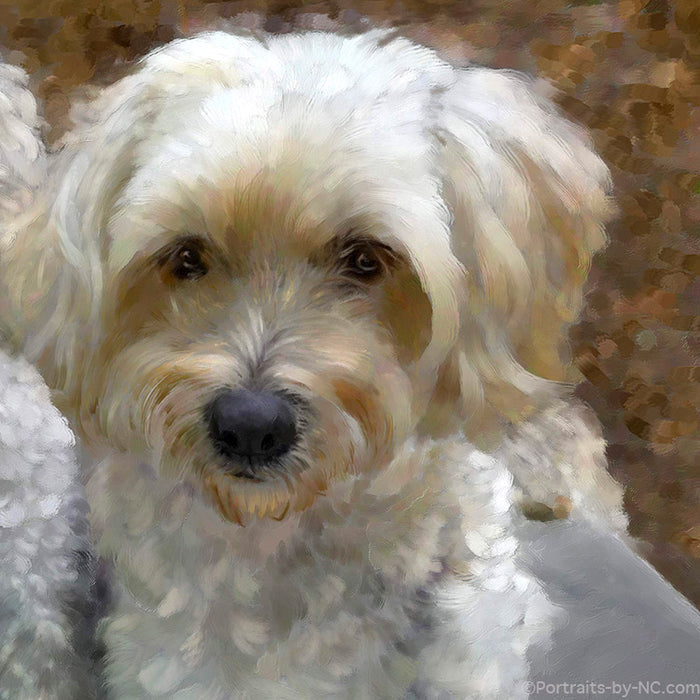 Golden Doodle Portrait