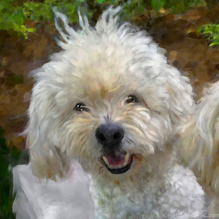 Portrait of a Golden Doodle