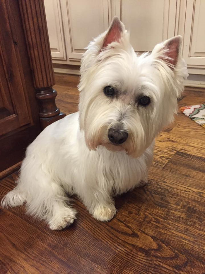 Custom Westie Dog Portrait | Hand-Painted Pet Canvas Art