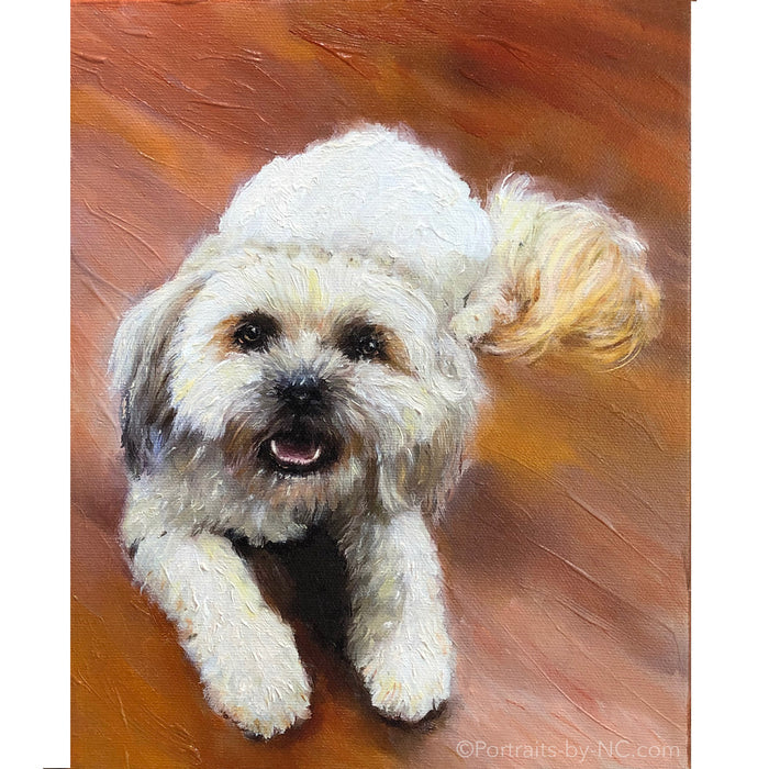 White Shih Tzu Dog Portrait