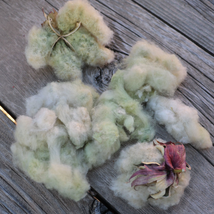 Davis Green Cotton