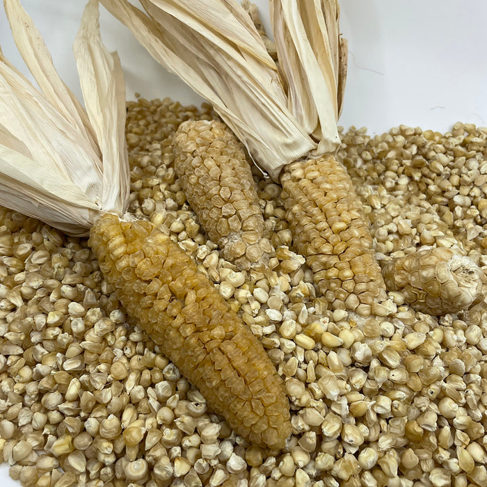 Zea mays.  This sweet corn variety was bred in Tucson in the 1970’s and 80’s from an O’odham white flour corn and a hybrid sweet corn variety.  Russ Buhrow, who for many years was the plant curator at Tohono Chul Park, developed this stabilized cross by depending only on monsoon rainfall and flooding.  His imitation of traditional O’odham methods and use of O’odham corn have preserved a high level of drought tolerance in this variety.  Occasional flour-type kernels may be present.