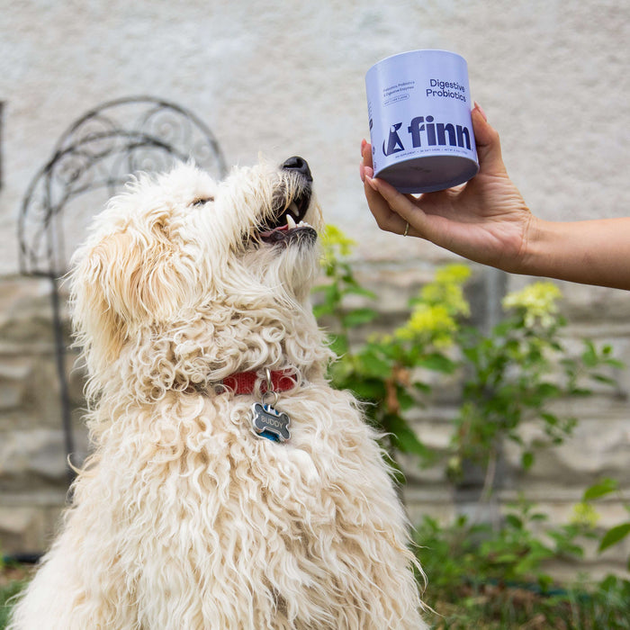 A fluffy white dog named Blue, wearing a red collar, happily looks up at a hand holding Finns Digestive Probiotics Supplement For Dogs. A garden with greenery serves as the background.