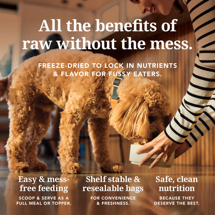 A brown dog enjoys K9 Natural Dog Food—Grain-Free, Freeze-Dried—served by a person. This easy, mess-free food comes in shelf-stable resealable bags and delivers clean nutrition for picky eaters who love New Zealand quality.