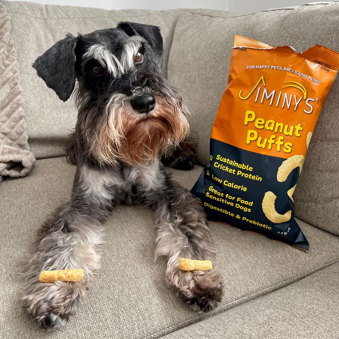 A Schnauzer with a scruffy beard sits on a couch, balancing snacks on its front paws. Next to the dog is a bag of Jiminys Dog Treats made with nutritional yeast for an extra boost of flavor.