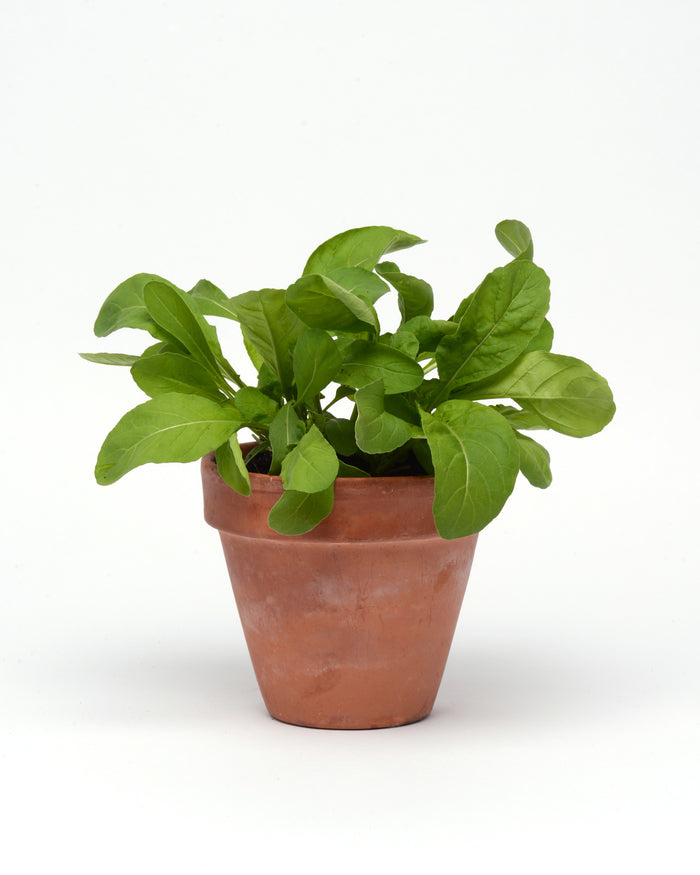 The Seed Pack - Arugula Blast Salad Bowl from Good Dirt is thriving with its lush green leaves, showcased against a plain white background in a small terracotta pot.