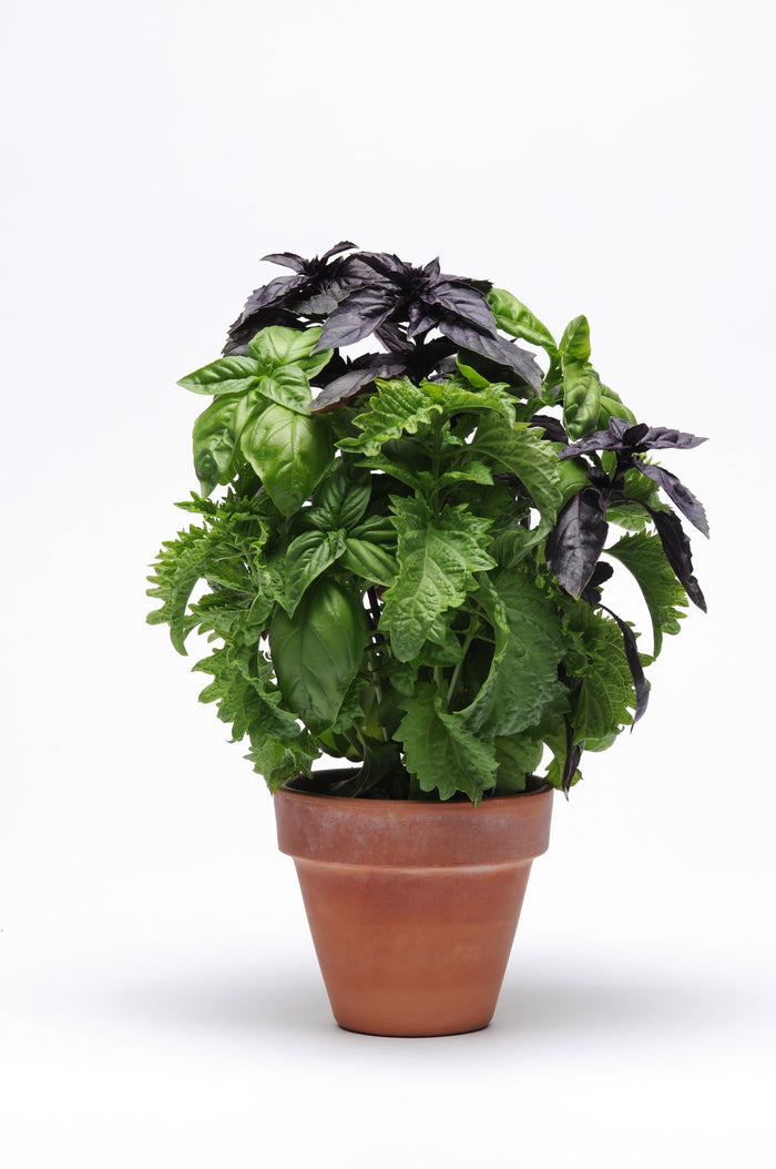 A terracotta pot holding vibrant green and dark purple leaves from the Good Dirt Basil Variety Pack flourishes against a white backdrop. These lush, non-GMO basil plants display varied textures and colors, showcasing their unique beauty.