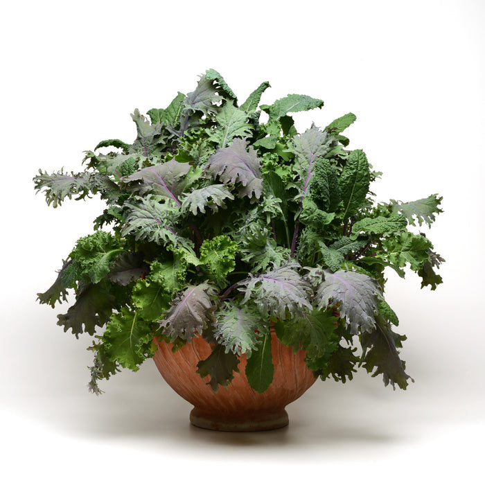 A terracotta pot filled with the Seed Pack Kale Mix from Good Dirt, featuring a blend of vibrant green, blue, and purple kale leaves, reminiscent of a Kale Force Salad Bowl, set against a plain white background for stunning contrast.